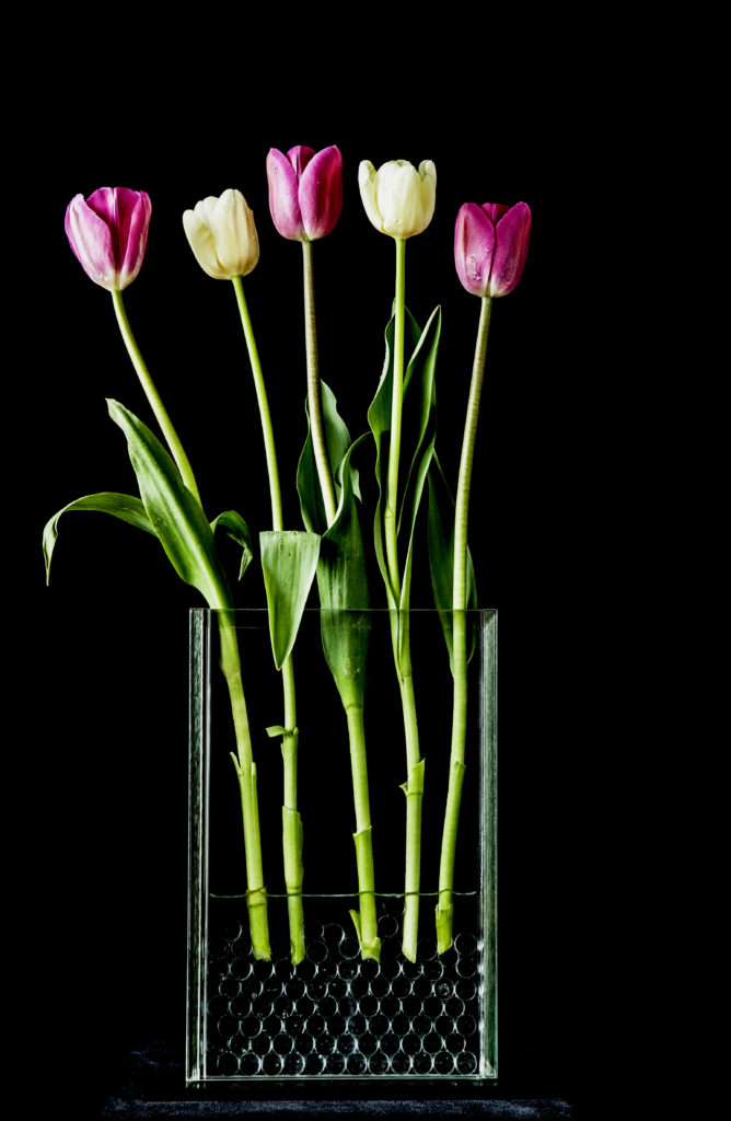 Five Pink and Yellow Tulips