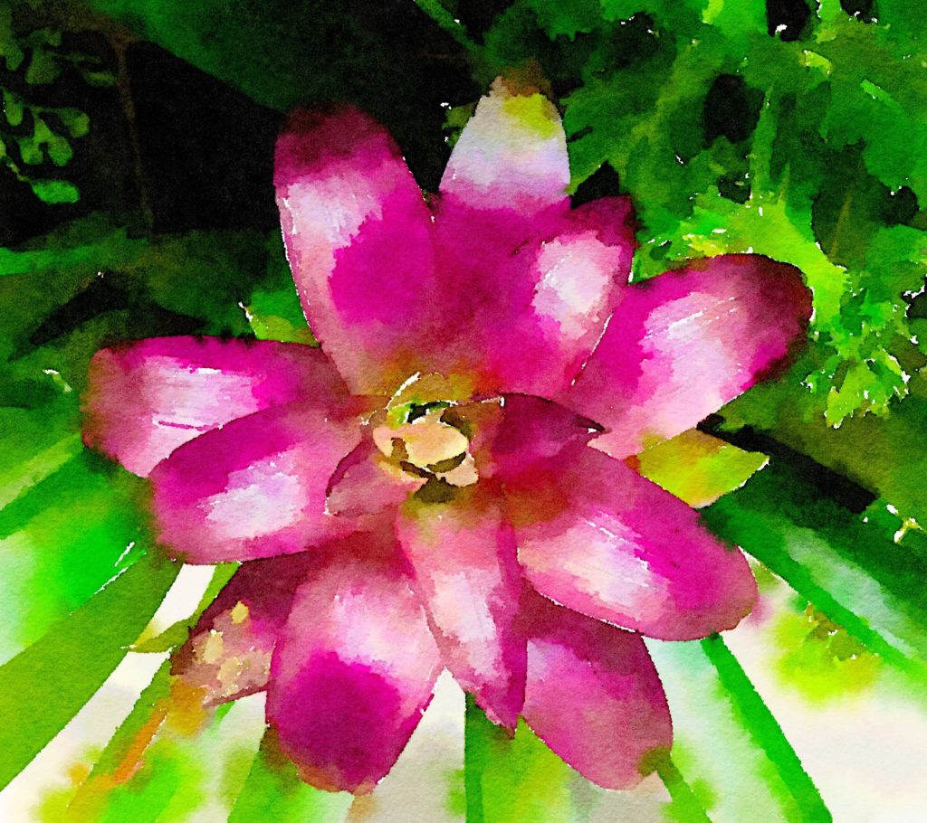 Large Purple Bromeliad in Waterlogue