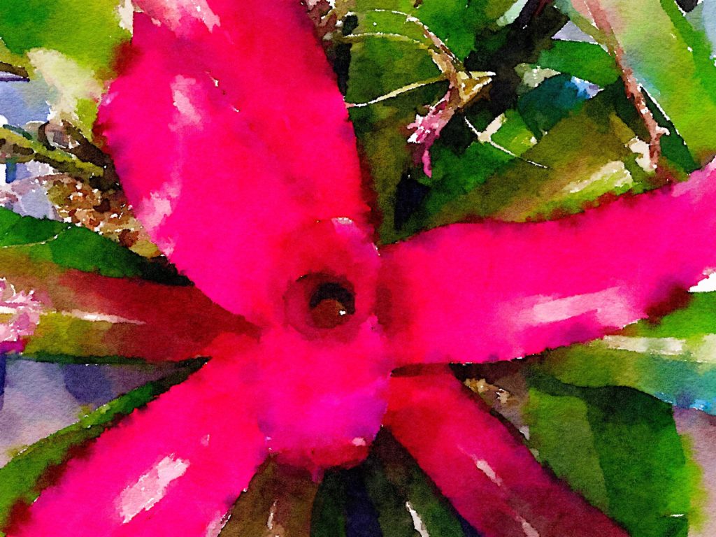 Large Red Bromeliad with a Black Center in Waterlogue