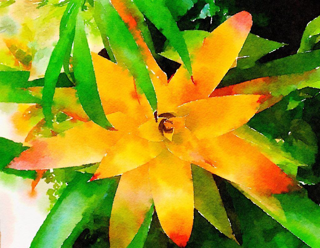 Large Yellow Bromeliad in Waterlogue