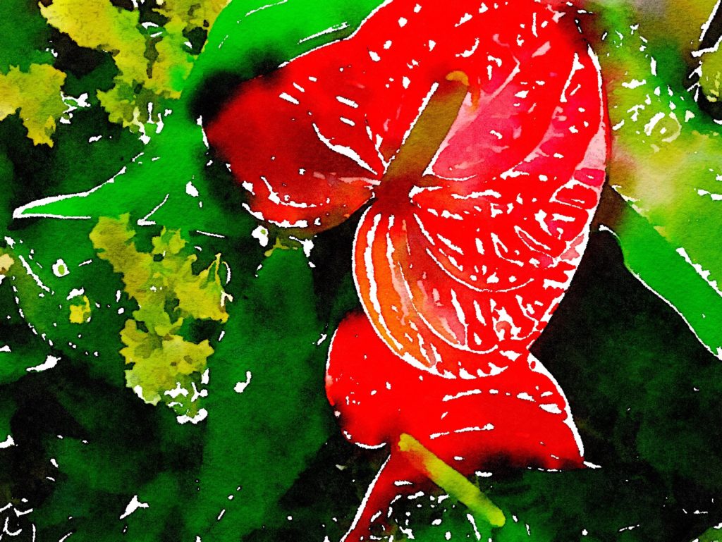 Red Peace Lilies in Waterlogue