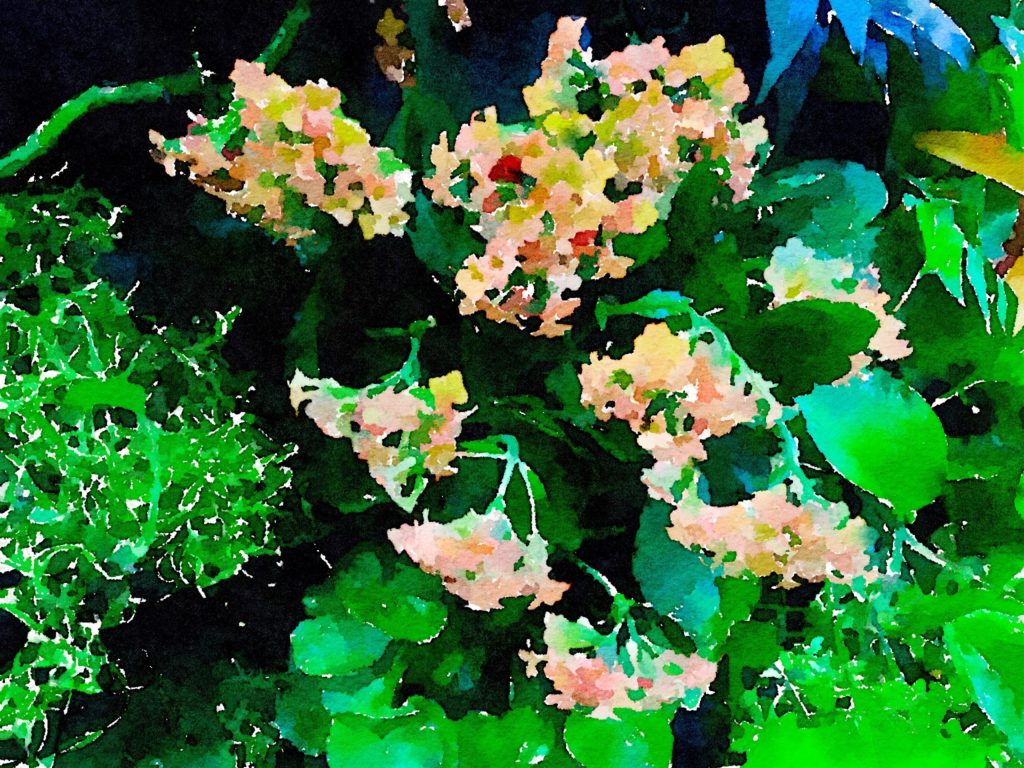 Small Pink Flowers in Waterlogue