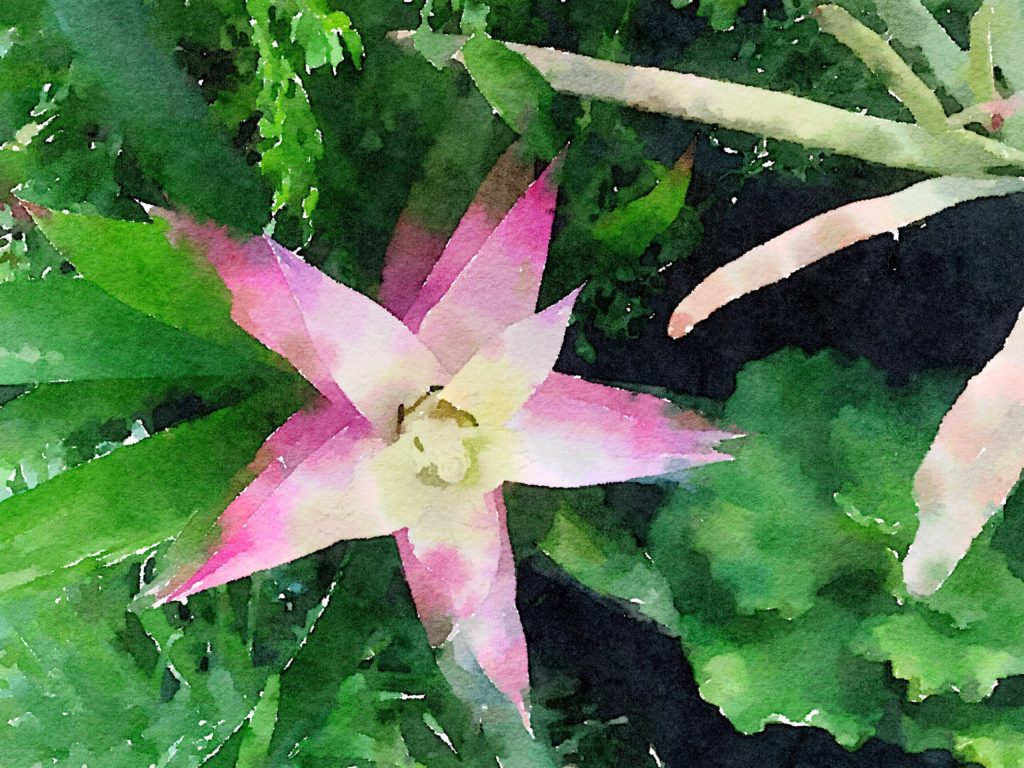 Small Violet Bromeliad in Waterlogue