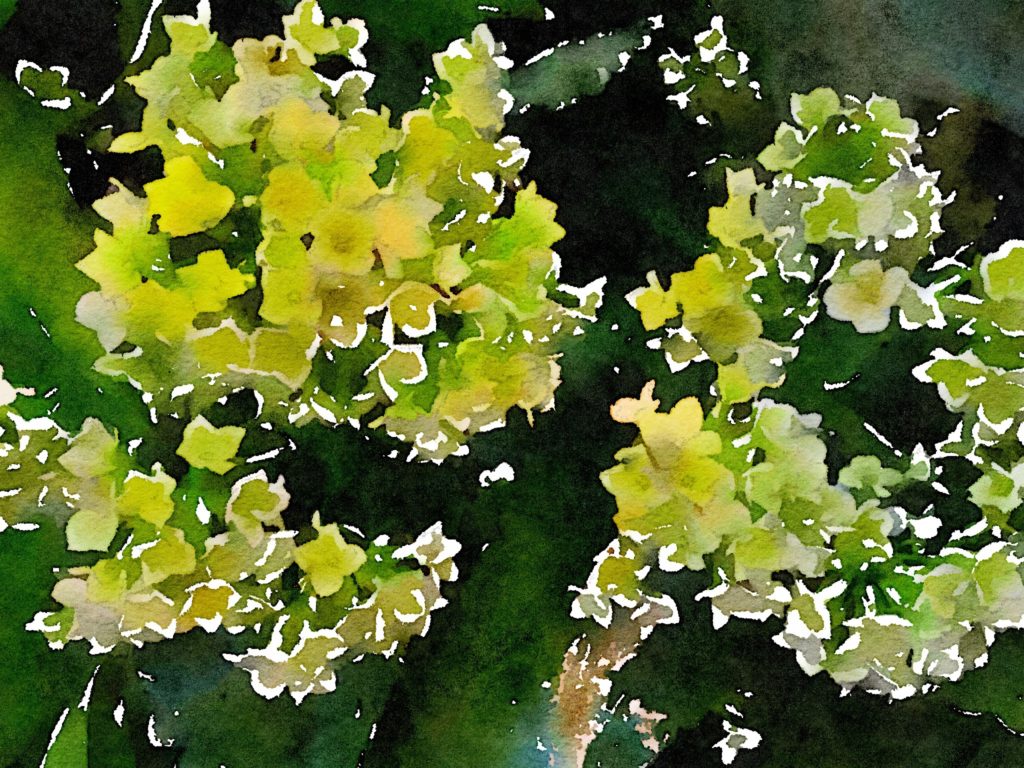 Small White Flowers in Waterlogue
