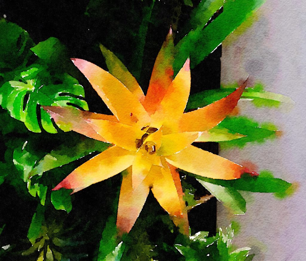 Small Yellow Bromeliad and Gray Wall in Waterlogue