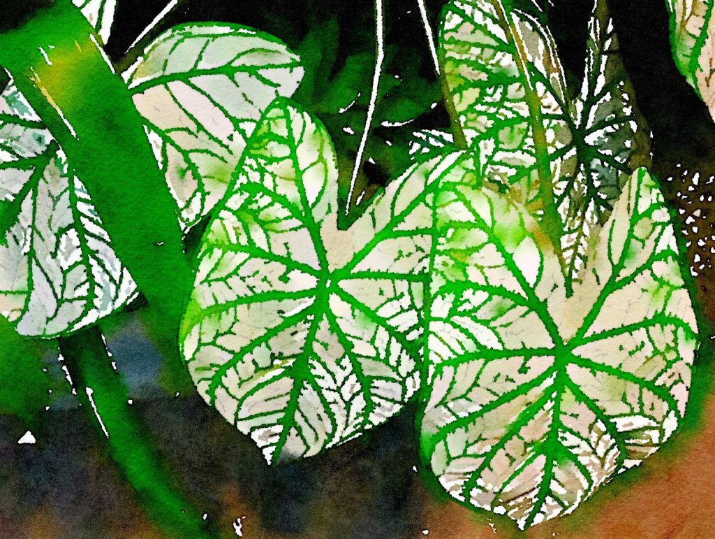 Three White and Green Leaves in Waterlogue